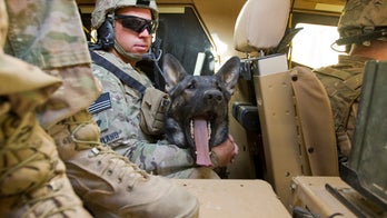Army canines neglected after return from Afghanistan, report says