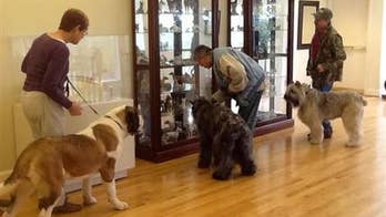 Dogs are welcome at St. Louis museum about man's best friend