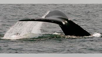 Rare whales make big showing in Cape Cod Bay
