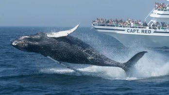 Cape Cod's family-friendly activities