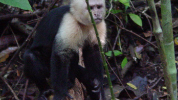 Panama monkeys may have begun their own Stone Age, scientists say