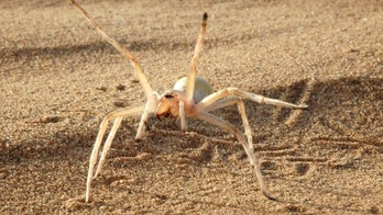 Cartwheeling spider, corpse-hoarding wasp among bizarre new species