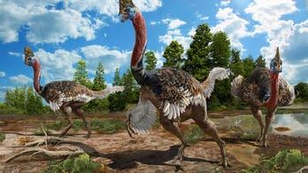 Newfound dinosaur looks like the creepy love child of a turkey and an ostrich