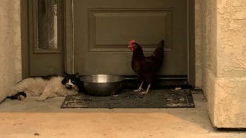 Cat and chicken found huddled together, seeking shelter from Carr Fire