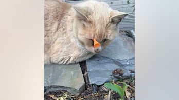 Cat survives dart to the head