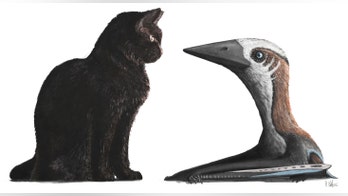 Teensy pterosaur was the size of a house cat