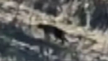 Mysterious catlike creature, five times size of feral cat, caught on film