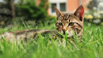 Proposed Maine law regulating outdoor cats met with backlash
