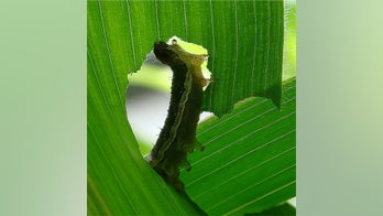 Leaf-eating caterpillars use their poop to trick plants