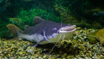 Woman has catfish removed from stomach