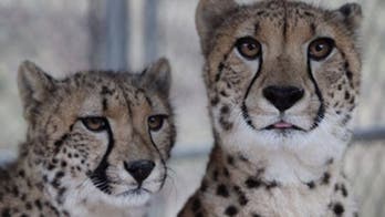 Project Survival's Cat Haven let's you see big cats up close