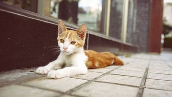 Ignore that Cookie Monster cat email from the State Department