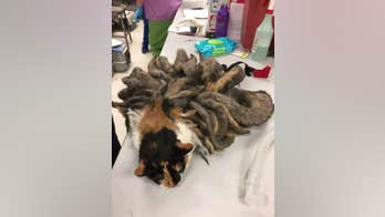 Obese cat covered in pounds of matted fur recovering in new home