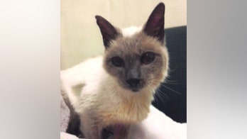 30-year-old Siamese cat is named world's oldest living cat