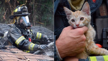 Video shows firefighters rescuing kitten from Indiana house fire