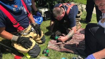 More than 30 cats die in house fire; 1 child, 3 adults escape