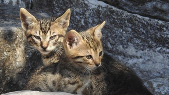 The author of this physics paper is 7 years old (and also a cat)