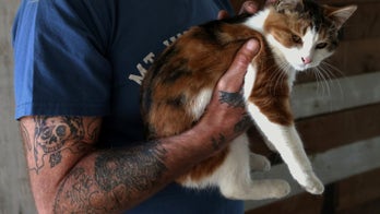 Will purr for treats: How cats became domesticated