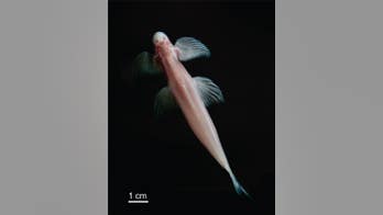 Amazing blind cavefish walks up rocks and waterfalls