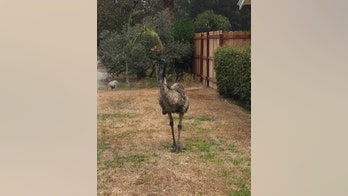 Priuses, Beemers, and emus? 6-foot-tall bird captured in Southern California traffic