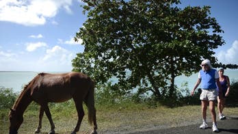 Puerto Rico island tackles over-population of horses