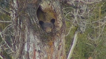 National park webcam catches bear awakening from hibernation