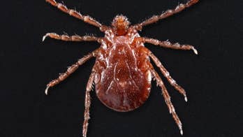 New invasive 'aggressive biter' tick spreads across multiple US states, sparks concern