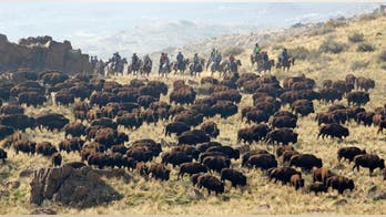 Riders do annual roundup of Utah bison herd