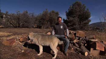 Wolves in California help veterans suffering from PTSD