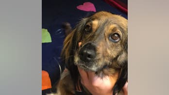 Dog to be fitted with prosthetic limbs after lawnmower accident