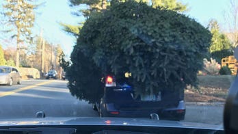 Massachusetts police stop car with massive Christmas tree on top