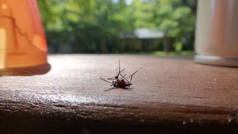 5 ways to repel mosquitoes without ruining your outdoor vibe