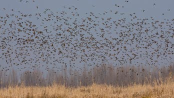 Washington Post reporter troubled by 'racist legacy' of some birds