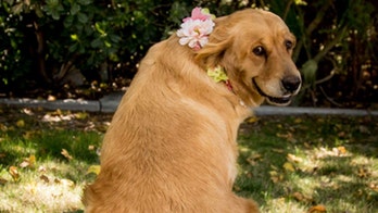 Maternity photos featuring golden retriever win over social media
