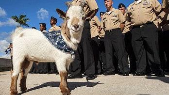 Bleating Shame: Goat on a boat causes problems for Navy officer