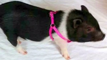 Couple offers $500 reward for missing potbellied therapy pig