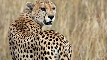 Cheetah numbers plummet, fueling extinction fears