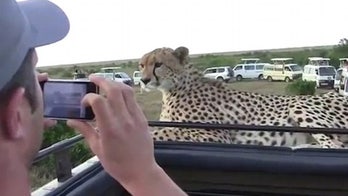 Cheetah shocks tourists by jumping up on safari jeep