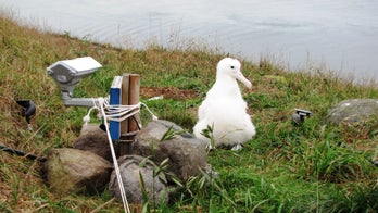 Can you think of a good name for this cute albatross chick?