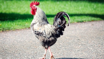 Bill would charge owners of wandering chickens with trespassing