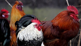 Chickens a possible cause of urinary tract infections