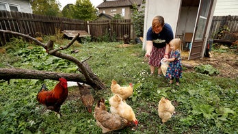 Backyard chicken coop trend linked to spike in salmonella cases