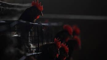 China: Investigating human-to-human spread of bird flu
