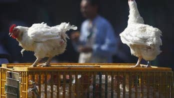 Woman dies of H5N1 bird flu in Egypt, fourth death this year