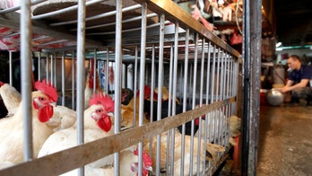 Cage-free eggs on the midterm ballot for Californians
