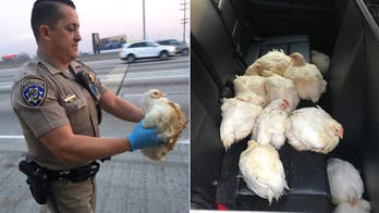 Live chickens foul traffic on Los Angeles-area freeway