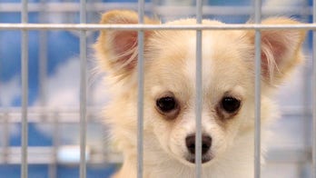 Puerto Rico man bites off head of girlfriend's puppy, gets 7 years of jail