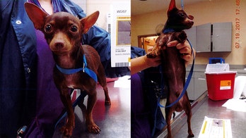 Chihuahua named 'Hey Man' found dangling from Florida roof