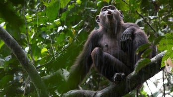 Chimps are naturally violent, study suggests