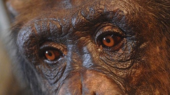 Chimpanzees can play video games better than kindergartners